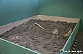VBS_0987 - Dinosauri. Terra dei giganti